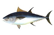 Tuna are streamlined for straight line speed with a deeply forked tail