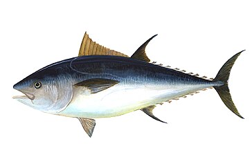 Epipelagic fish, like this Atlantic bluefin tuna, are typically countershaded with silvery colours.