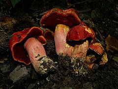 Rubroboletus dupainii.