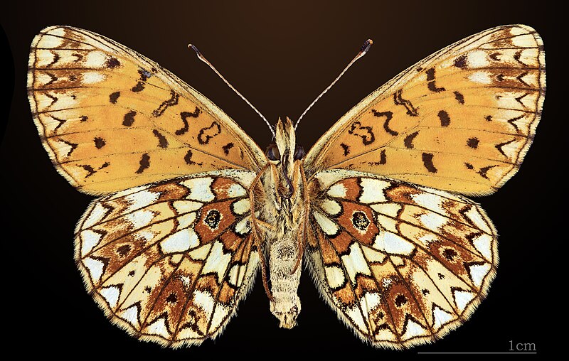 File:Boloria selene MHNT CUT 2013 3 21 Sornac Ventre.jpg