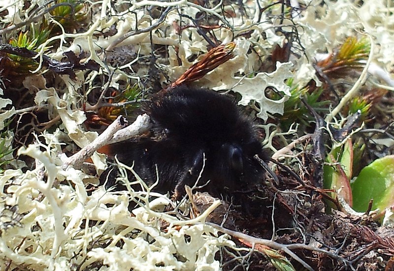 File:Bombus alpinus1.jpg