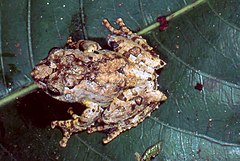 Description de l'image Boophis lichenoides.jpg.