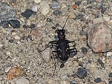 Boreal panjang berbibir harimau kumbang Cicindela longilabris 13683316 2018-06-22.jpg