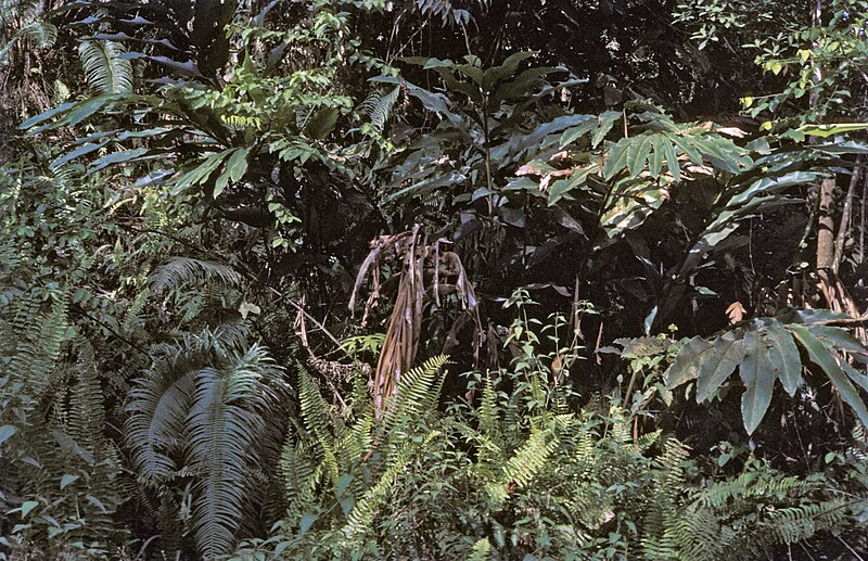 File:Borneo1981-045.jpg