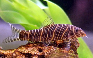 Zebra loach Species of fish