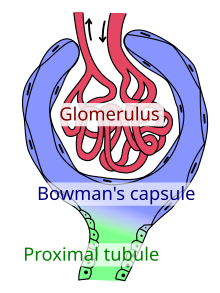 The renal glomerulus consists of a set of capillaries from which blood is filtered into Bowman's space. Large molecules, such as proteins, are usually too large to be filtered and instead are retained in the capillaries. Bowman's capsule and glomerulus.svg