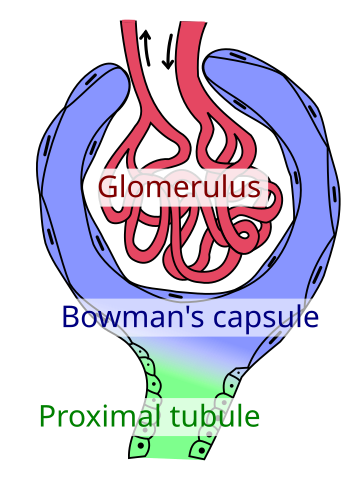 Bowman's capsule