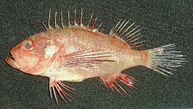 Brachypterois serrulata