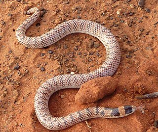 <i>Brachyurophis fasciolatus</i> Species of snake