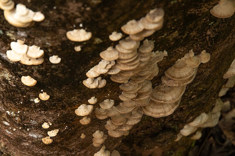 File:Bracket fungi-3.jpg