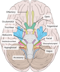 File Brain Human Normal Inferior View With Labels En 2 Svg