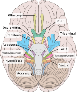 Brain human normal inferior view with labels en-2.svg