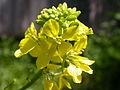 Brassica nigra (4995050290).jpg