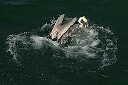 Brun pelikan precis efter ett dyk efter föda