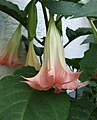 Brugmansia suaveolens flower
