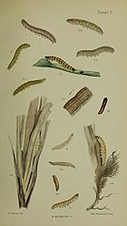 Fig 5 larva after last moult 5a, 5b adult larvae on their foodplant (Elymus arenarius) Buckler W The larvae of the British butterflies and moths PlateLX.jpg