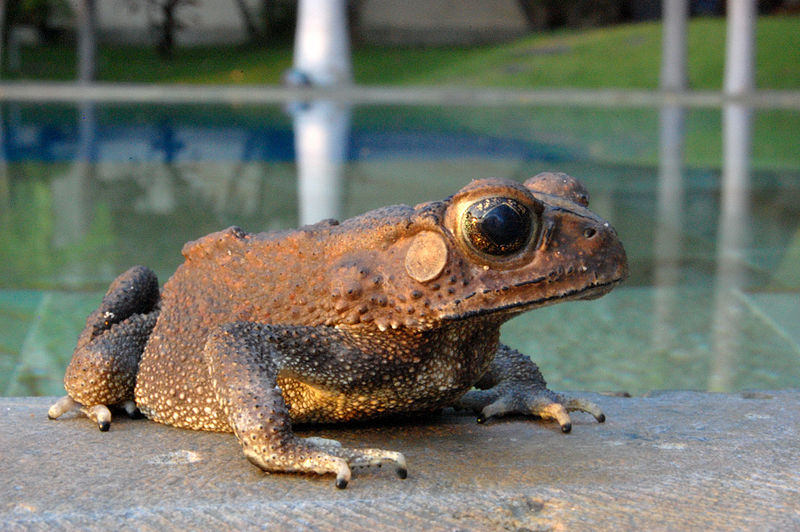 File:Bufo melanostictus Bali.jpg