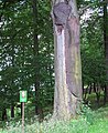 Čeština: Památný strom na Skalce nedaleko Mníšku pod Brdy, okres Praha-západ English: Famous tree in Skalka near Mníšek pod Brdy in Prague-West District