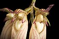 Bulbophyllum longissimum Labellum