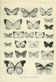 <i>Eresina</i> Butterfly genus in family Lycaenidae