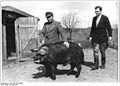 Bundesarchiv Bild 183-10770-0003, Abschluß von Schweinemastverträgen.jpg