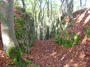 Burgstall auf der Hasenleite - Profil des Halsgrabens, Blick von Süden (Oktober 2007)