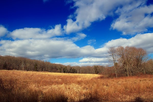 Lightly wooded meadow