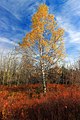 Betula papyrifera, or paper birch.