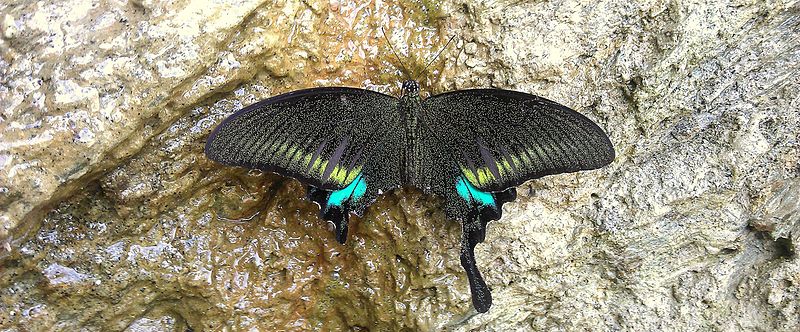 File:Butterfly Sikkim Papilionidae.jpg