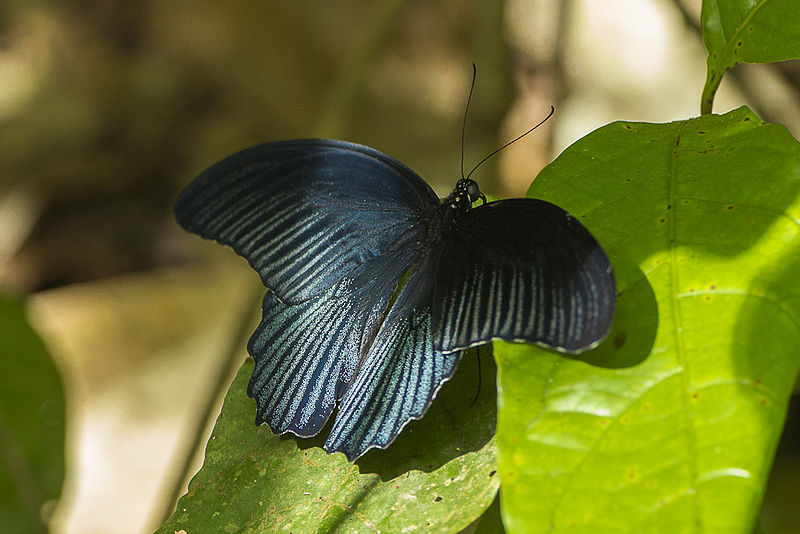 File:Butterfly at Kang Kra Chan - Thailand S4E5377 (14272367222).jpg