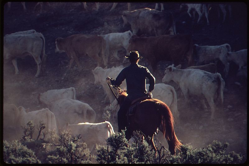 File:CATTLE DRIVE IN SOUTHWESTERN COLORADO. (FROM THE SITES EXHIBITION. FOR OTHER IMAGES IN THIS ASSIGNMENT, SEE FICHE... - NARA - 553814.jpg