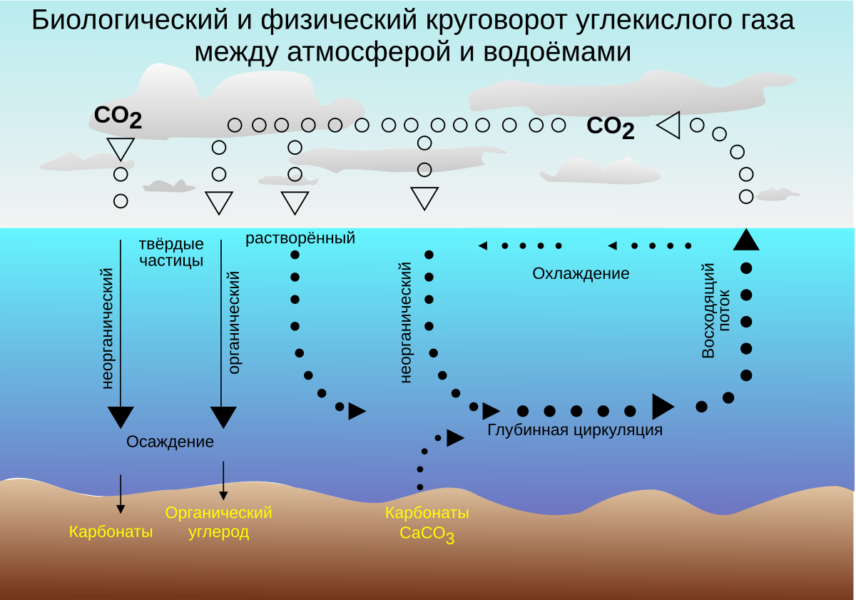 Вода поглощенная. Круговорот углекислого газа, растворённого в мировом океане. Поглощение углекислого газа океаном. Круговорот унлекислого газа в мировом океана. Углерод и вода.