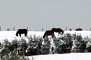 Cabalos pastan no agro nevado.jpg