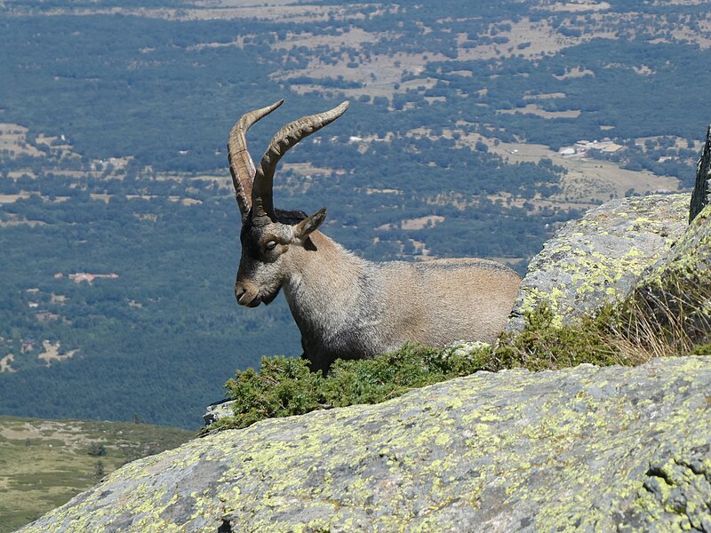 File:Cabra montés. Sierra de Guadarrama. España, Spain.jpg