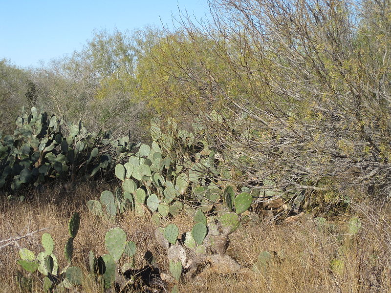 File:Cactus in Encinal, TX IMG 2466.JPG