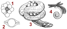 1 — кладка, 2 — яйцо, 3 — самка с кладкой яиц, 4 — личинка