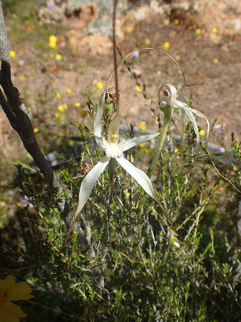 TÌNH YÊU LAN 3 - Page 82 800px-Caladenia_remota_parva