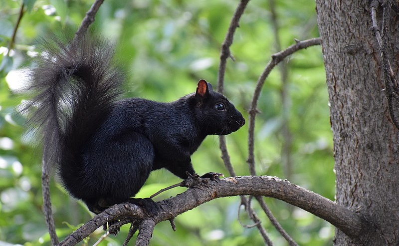 File:Calgary black squirrel.jpg