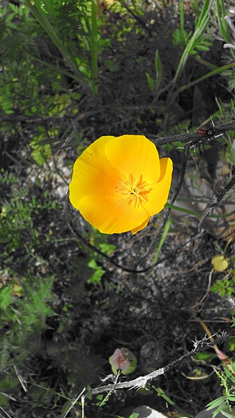 File:California Poppy - 25197421268.jpg