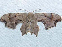 Calledapteryx dryopterata - Коричневая бабочка-совокрылка.jpg