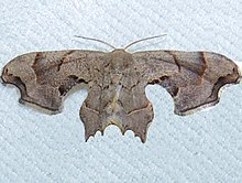 Calledapteryx dryopterata – Coklat Scoopwing Moth.jpg