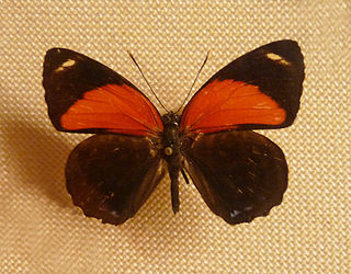 <i>Catagramma pygas</i> Species of butterfly