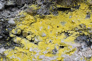 <i>Leproplaca chrysodeta</i> Species of lichen