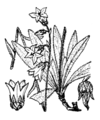 Campanula barbata engraving H. Coste