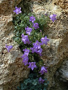 Campanula hercegovina.jpg