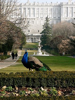 Campo moro pavo real.jpg