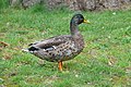 * Nomination Juvenile Mallard Duck ( Anas platyrhynchos ) in Emonville Park in Abbeville (Somme, France). --Gzen92 07:02, 20 September 2021 (UTC) * Promotion  Support Good quality. --Steindy 12:34, 20 September 2021 (UTC)