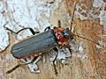 English: A Cantharis fusca imago. Français : Un imago de Cantharis fusca.