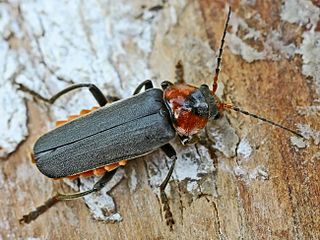 Cantharinae Subfamily of beetles