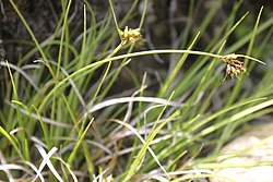 Carex deflexa.jpg